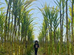 -汉长安城未央宫国家考古遗址公园