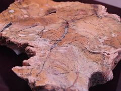 -陕西自然博物馆