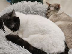 -安格丽娜·狗咖·猫咖羊驼咖(春熙路百盛商场店)