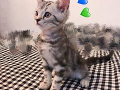 -康乐宝动物医院