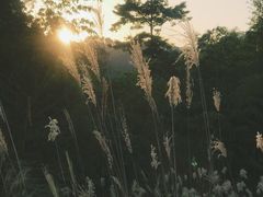-田心森林公园