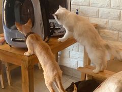 -猫咖时代(中山亭店)