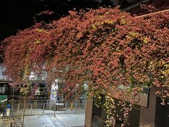 -深圳仙湖植物园