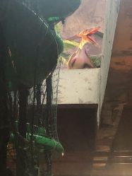 -恐龙探索乐园(磁器口店)