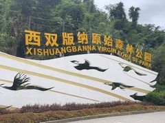 -西双版纳原始森林公园