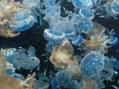 -烟台海昌鲸鲨海洋公园