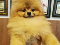 -柯斗斗主题餐厅·狗咖·围炉煮茶·茶饮(国瑞升平里店)