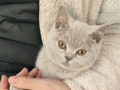 -纳吉亚猫专科动物医院·北北分院