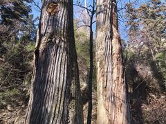 -天目山大树王景区