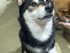 -逗柴咖啡屋·狗咖猫咖宠物桌游
