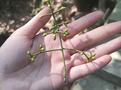 -火炉山森林公园