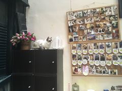 -猫色咖啡·猫咖