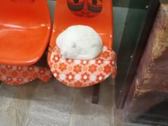 -猫咪博物馆(顶澳仔猫街店)