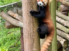 -都江堰中华大熊猫苑