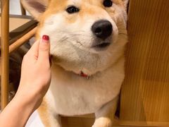 -柴务处·柴犬主题狗咖