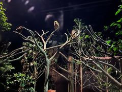 -夜间野生动物园