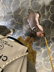 -Zoolung Zoolung动物主题公园(海信广场店)