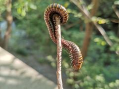 -北京上方山国家森林公园