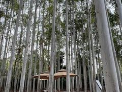 -桉树林A coffee 森林餐厅(三圣乡店)