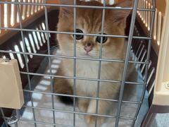 -派特宠物医院(圆融广场店)