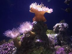 -悉尼海洋生物水族馆