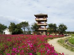 -杭州湾海上花田景区