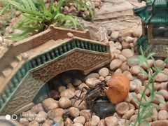 -上海昆虫博物馆