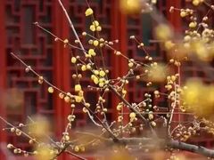 -重庆彩云湖湿地公园