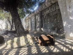 -灵玲国际马戏城
