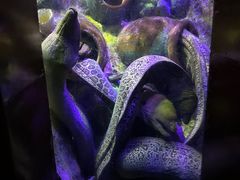 -太平洋海底世界