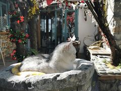 -喵屿·大理花园猫咖