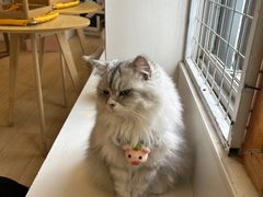 -Let's go狗咖·猫咖·奶狗·桌游(春熙路IFS店)