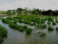 -东寨港红树林旅游区