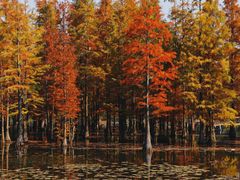 -白鹭湾湿地公园