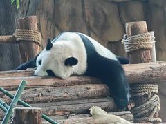 -泉州海丝野生动物世界