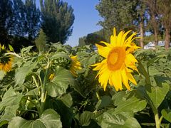 -紫海香堤香草艺术庄园