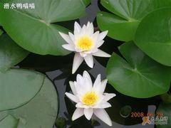 -紫竹院公园冰场