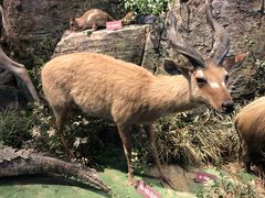 -陕西自然博物馆