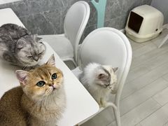 -喵的天空名猫咖啡馆·撸猫·猫舍·用品