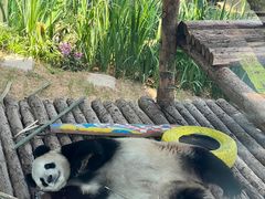 -大连森林动物园