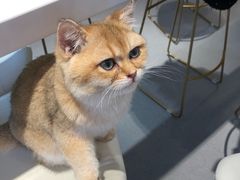 -飞行喵MR PILOT|猫舍·猫咖(静安大融城店)