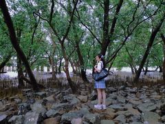 -宝安西湾红树林湿地公园