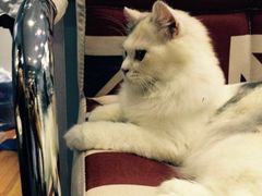 -喵的天空名猫咖啡馆·撸猫·猫舍·用品