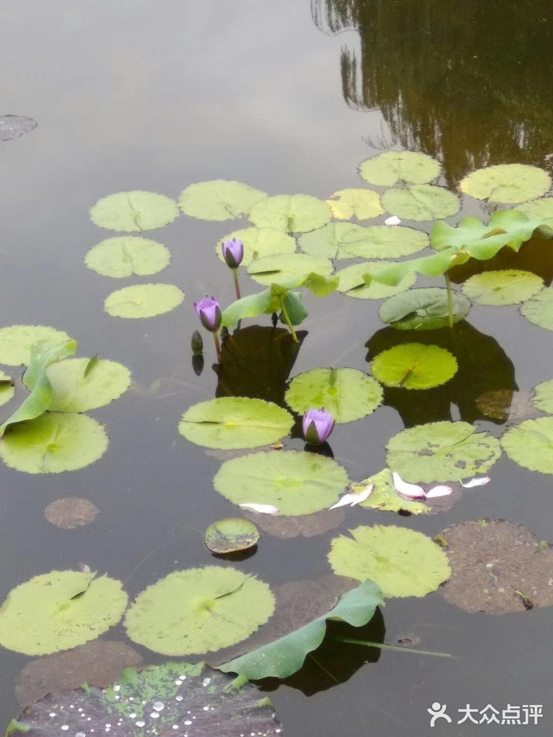 要说最喜欢的成都附近的湿地公园非ta莫属
