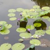 要说最喜欢的成都附近的湿地公园非ta莫属