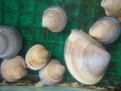 红口螺，台山闻名，自带咸味，不用添加任何味料-浪琴湾尾角仔海鲜坊