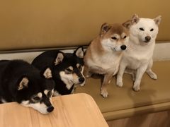 -柴の食堂·日式家庭料理·熊之肆(大学路店)