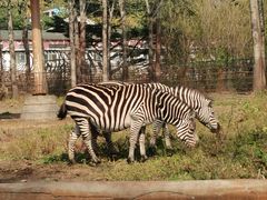 -大连森林动物园