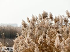 -野鸭湖国家湿地公园