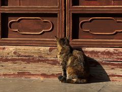 -龙华素斋(龙华路店)